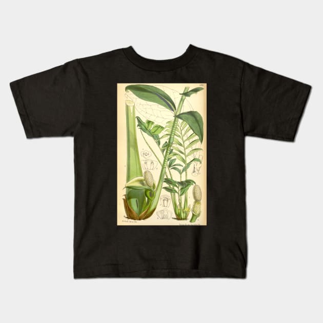 ZZ plant - botanical illustration Kids T-Shirt by chimakingthings